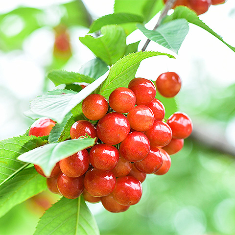 LANA糖果大红樱桃三