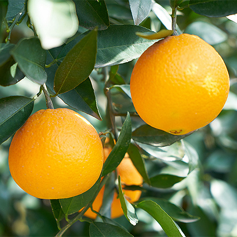 LANA糖果热带水果四