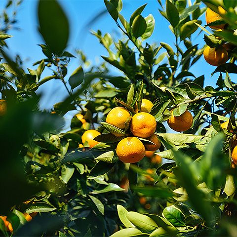 LANA糖果热带水果六