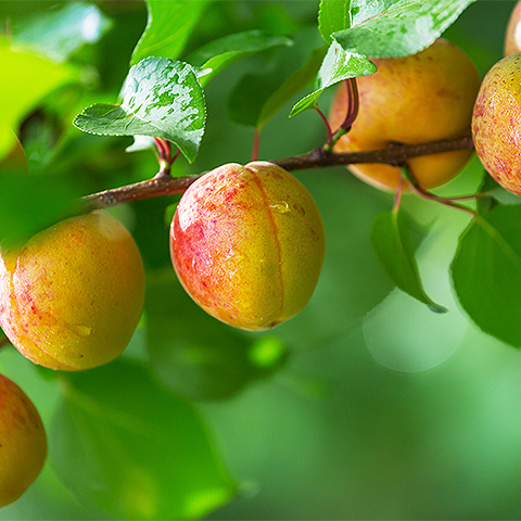 LANA糖果热带水果七